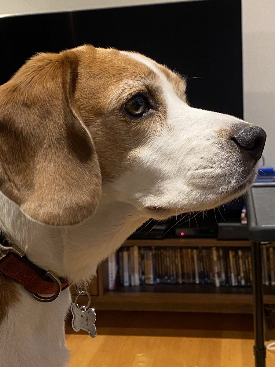 doloresrobles_m's tweet image. Hoy me sale esta foto del #BichoMaligno. 😍
#Musetta de mi vida y de mi amor.