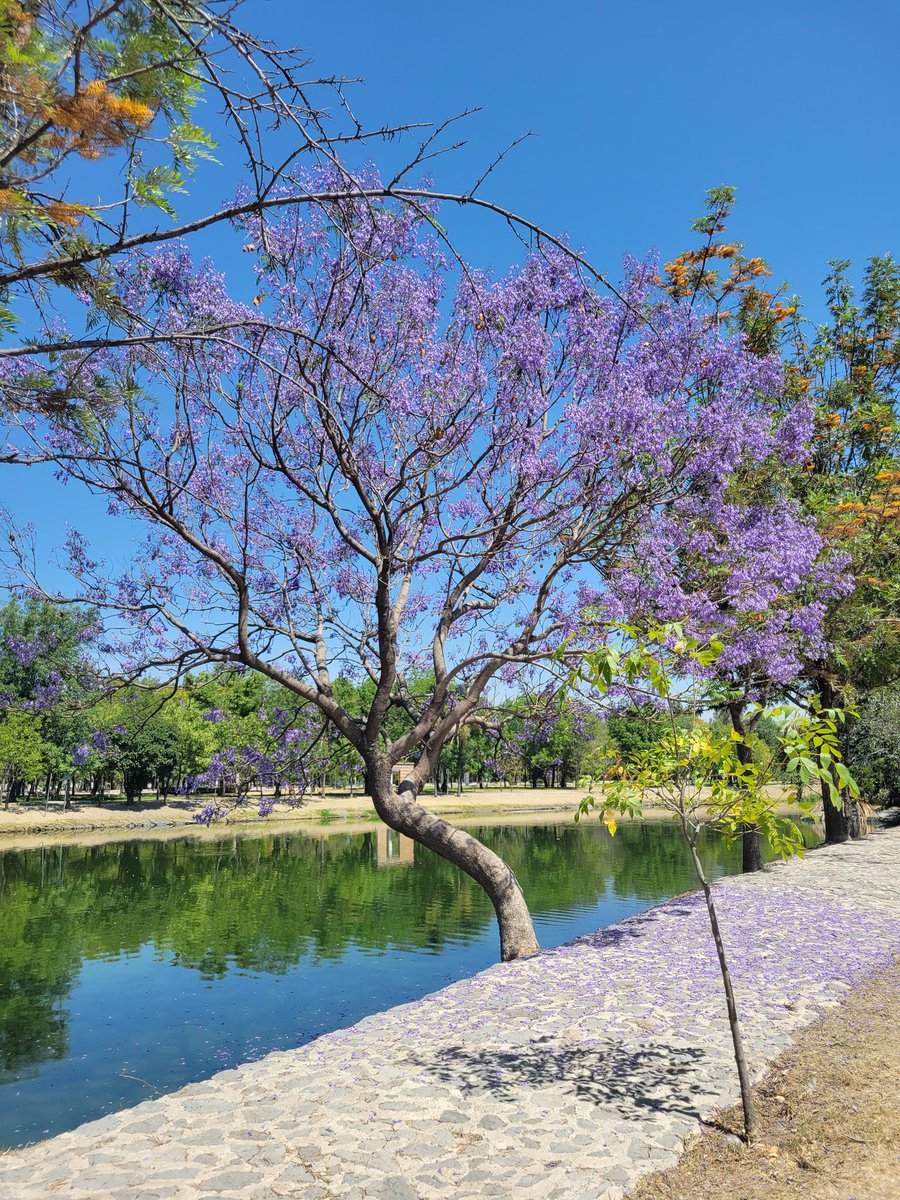 CoHae_ri's tweet photo. Sin filtros, calor al 100! 
#JacarandaAzteca  @RicardoBSalinas  @MLMSalinas   @JorgeNikaidoB 

📍19.0299306, -98.1848480 https://t.co/fcTKRpEECO