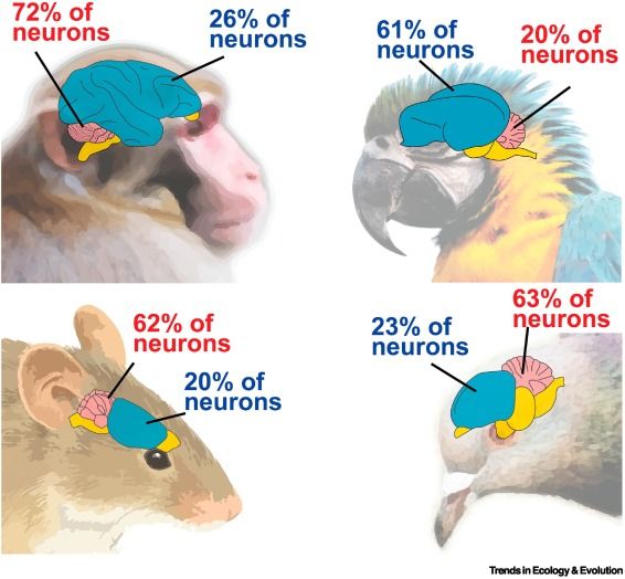 Tay (@biotay) on Twitter photo 1/7 Alternativas para una mente compleja
Fijaos en la imagen, representa la proporción de neuronas en el palio (en azul) y en el cerebelo (rojo). Los primates (incluidos los humanos) poseemos una proporción propia de roedores
(paper) sciencedirect.com/science/articl… vía <a href="/Raccoonologist/">Jennifer Colbourne 🦜🏳️🌈🇨🇦</a> 1/7 Alternativas para una mente compleja
Fijaos en la imagen, representa la proporción de neuronas en el palio (en azul) y en el cerebelo (rojo). Los primates (incluidos los humanos) poseemos una proporción propia de roedores
(paper) sciencedirect.com/science/articl… vía <a href="/Raccoonologist/">Jennifer Colbourne 🦜🏳️🌈🇨🇦</a>