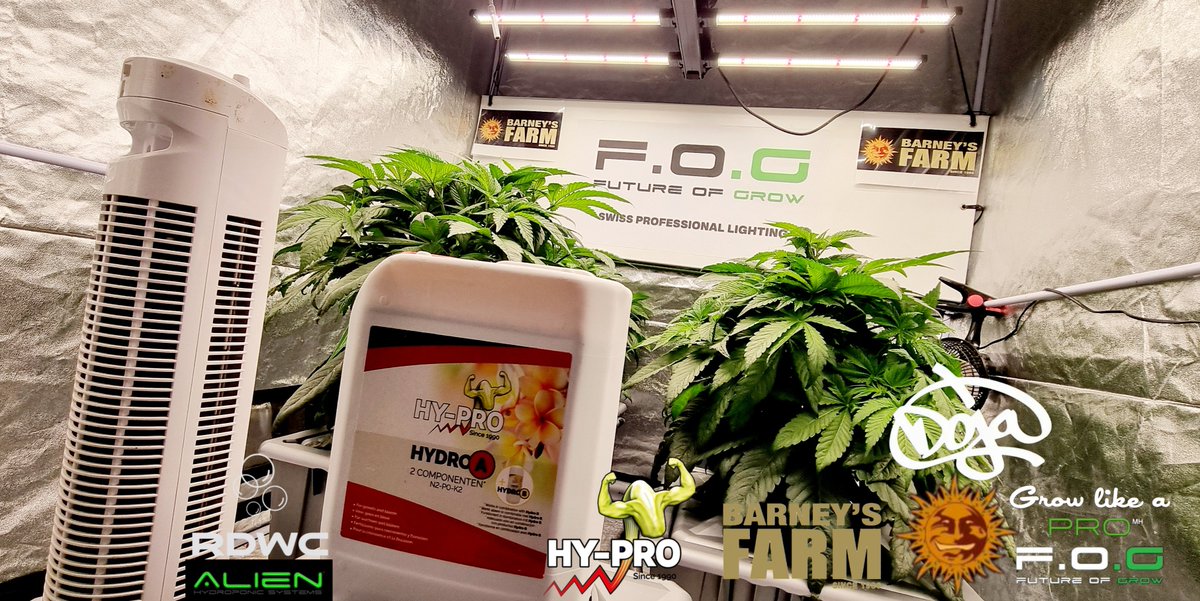 Dabbing Yak &amp; Friends Grow Barney's Farm             - #GrowLikeAPro  - Saison 4, Vegi Day 21, Flower Day 13 - Strain #CherryPoppers und #Doja #RS11xBananaOG  von Barney's Farm     
Powered by F.O.G           🌱 Blackseries 600 🦇 
Hy-Pro Fertilizers      💦
&amp; Alien Hydroponic