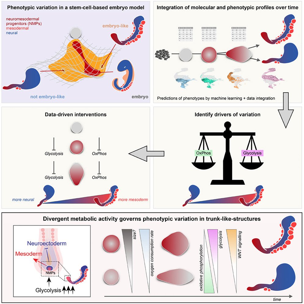 📢 Now in <a href="/CellStemCell/">Cell Stem Cell</a>! Our <a href="/teamstembryo/">teamstembryo</a>
 tour de force led by <a href="/RyanSavill4/">Ryan Savill</a> &amp; <a href="/VillarongaAlba/">Alba Villaronga</a> <a href="/mpicbg/">MPI-CBG Dresden</a>

#gastruloids with a sweet tooth become more embryo-like: doi.org/10.1016/j.stem…

[reposting 🧵 since we were informed about copyright concerns regarding "Pacmanoid" in OP]