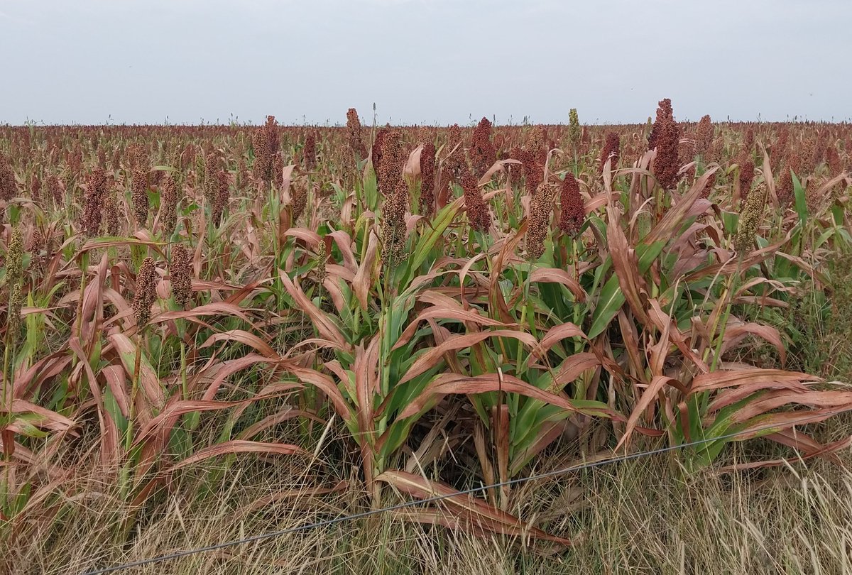 Néstor Roulet tweet media