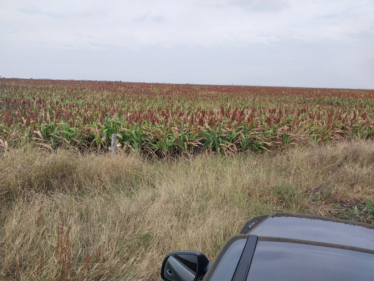 Néstor Roulet tweet media