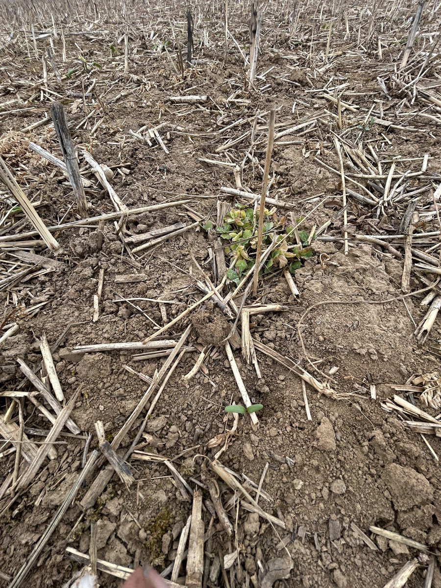 Bernd Günther tweet media