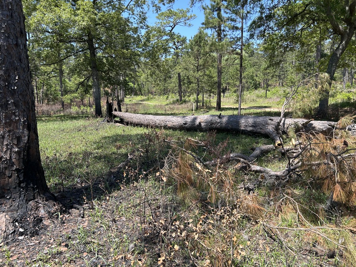Seth W. Bigelow, Ph.D. (@bigelowseth) on Twitter photo Tree down! I guess 65 years of annual burns in this long-running prescribed fire study <a href="/talltimbers1958/">Tall Timbers Research Station and Land Conservancy</a> finally took a toll on this gigantic loblolly pine. Tree down! I guess 65 years of annual burns in this long-running prescribed fire study <a href="/talltimbers1958/">Tall Timbers Research Station and Land Conservancy</a> finally took a toll on this gigantic loblolly pine.