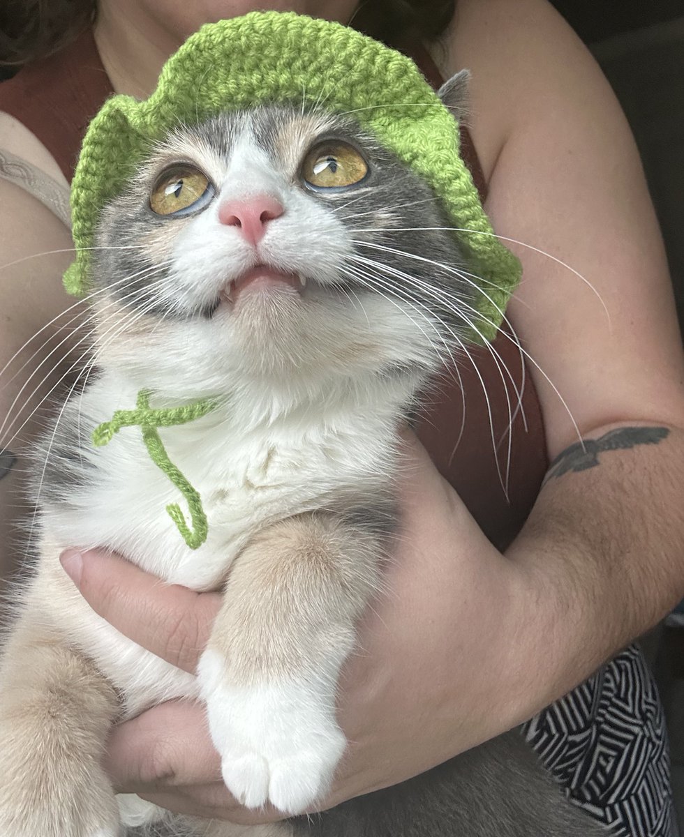 oreoeocat's tweet photo. Thank you so much @salamandorah for the gift! :) https://t.co/Z26PCV7i23