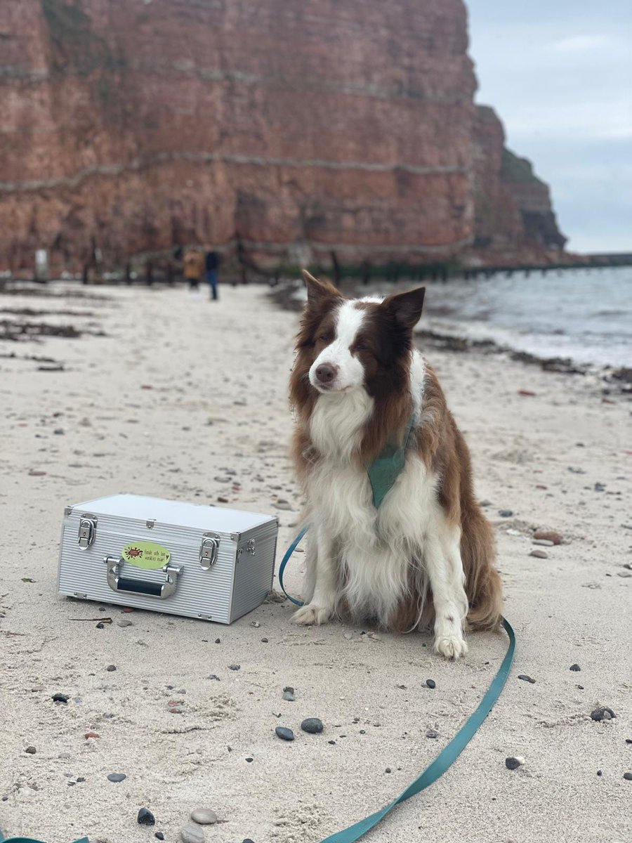 wandklex's tweet image. War ne Geschäftsreise, echt.
Der mitgeführte #Atelierhütehund fand den ungewohnten Außendienst sehr anstrengend, aber meisterte ihn tapfer. Ich auch.
#helgoland