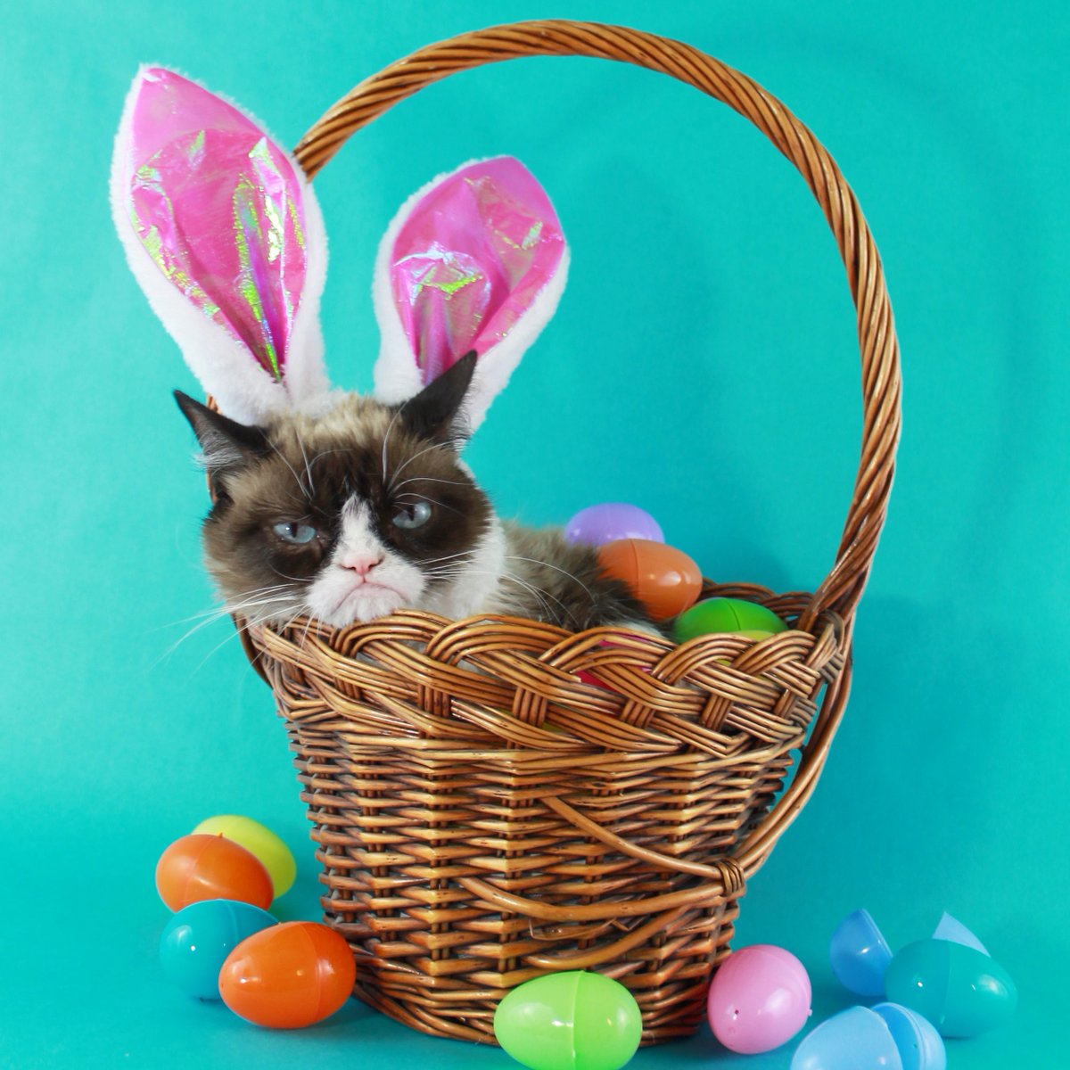 Grumpy Cat (@realgrumpycat) on Twitter photo 