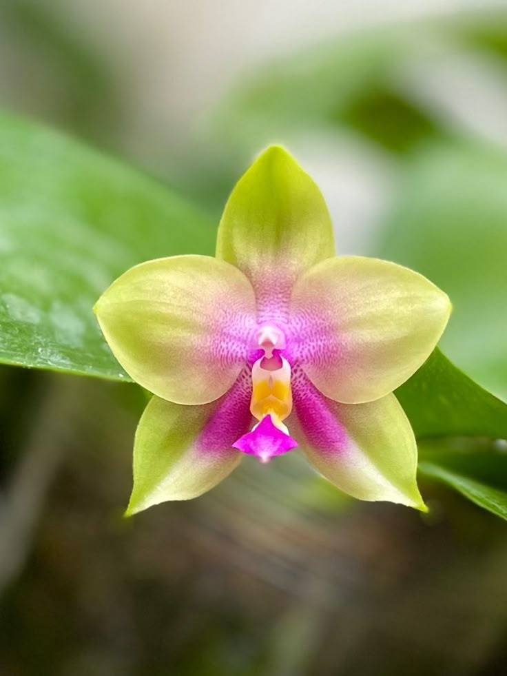 Naturepathway's tweet photo. "An intricate dance of color and form. 🌸✨ #Orchid #NatureArtistry #FloralBeauty #ElegantBloom #DelicateCharm" https://t.co/ypxrW5itHi