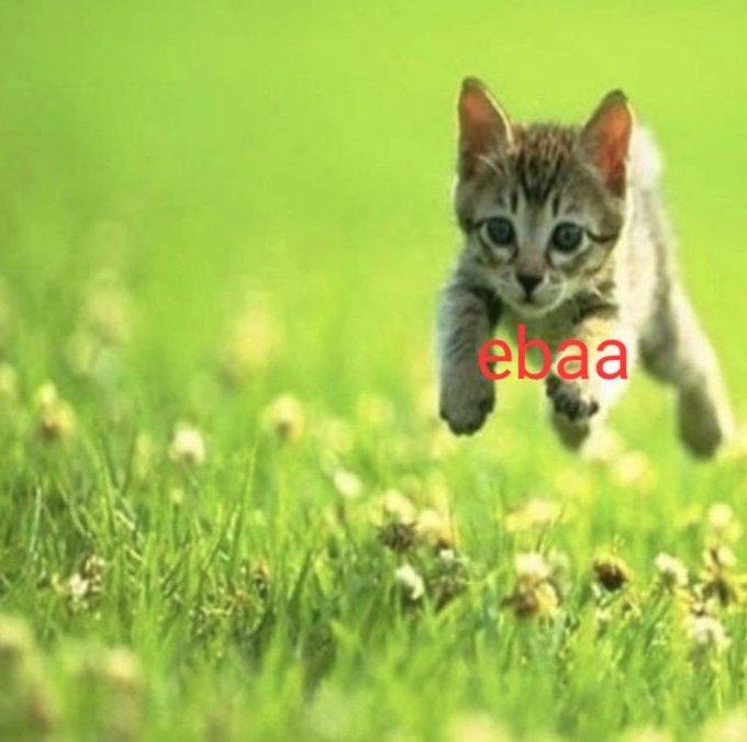 tortadefrango67's tweet image. gatinho ebaa e o macaquinho ebaa