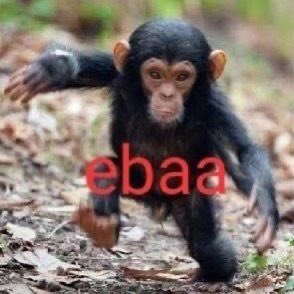 tortadefrango67's tweet image. gatinho ebaa e o macaquinho ebaa