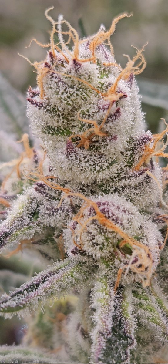 BiometricGenetx's tweet photo. ❄️❄️❄️👽👽👽🥶🥶🥶New feminized line coming
#zkittlez
#gelato41
#RAINBOWCHIP 
#bluedream
#zoap
#rs11
#runtz
#runtzbuttonz
#garypayton https://t.co/rNY4leMt56