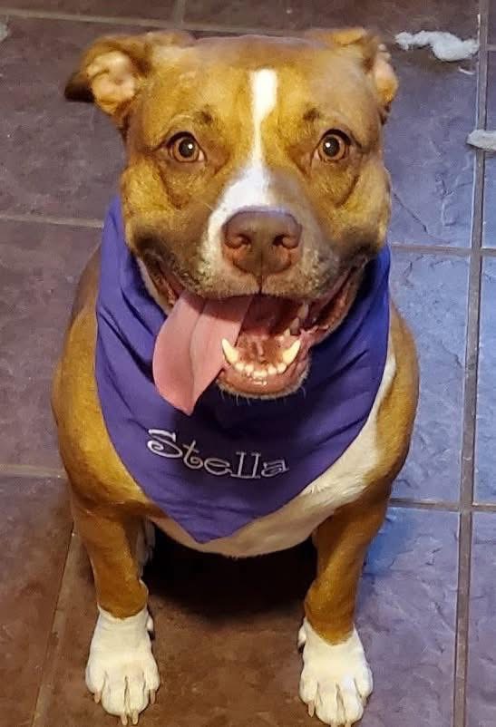 tickthief's tweet photo. Ok folks. SIL sent this. Owner passed suddenly and sister cannot take care of them. Stella (6yo 55lbs) and Nico (8yo 40lbs). Shots current, no health issues. Good w other animals and kids. Orlando area but can arrange travel. THEY NEED A HOME.
DM me. https://t.co/HqncLjn20s