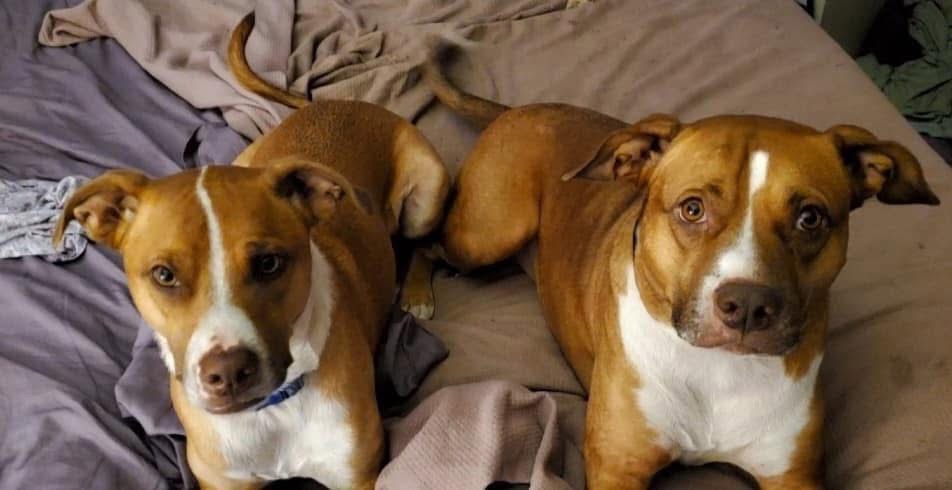 tickthief's tweet photo. Ok folks. SIL sent this. Owner passed suddenly and sister cannot take care of them. Stella (6yo 55lbs) and Nico (8yo 40lbs). Shots current, no health issues. Good w other animals and kids. Orlando area but can arrange travel. THEY NEED A HOME.
DM me. https://t.co/HqncLjn20s