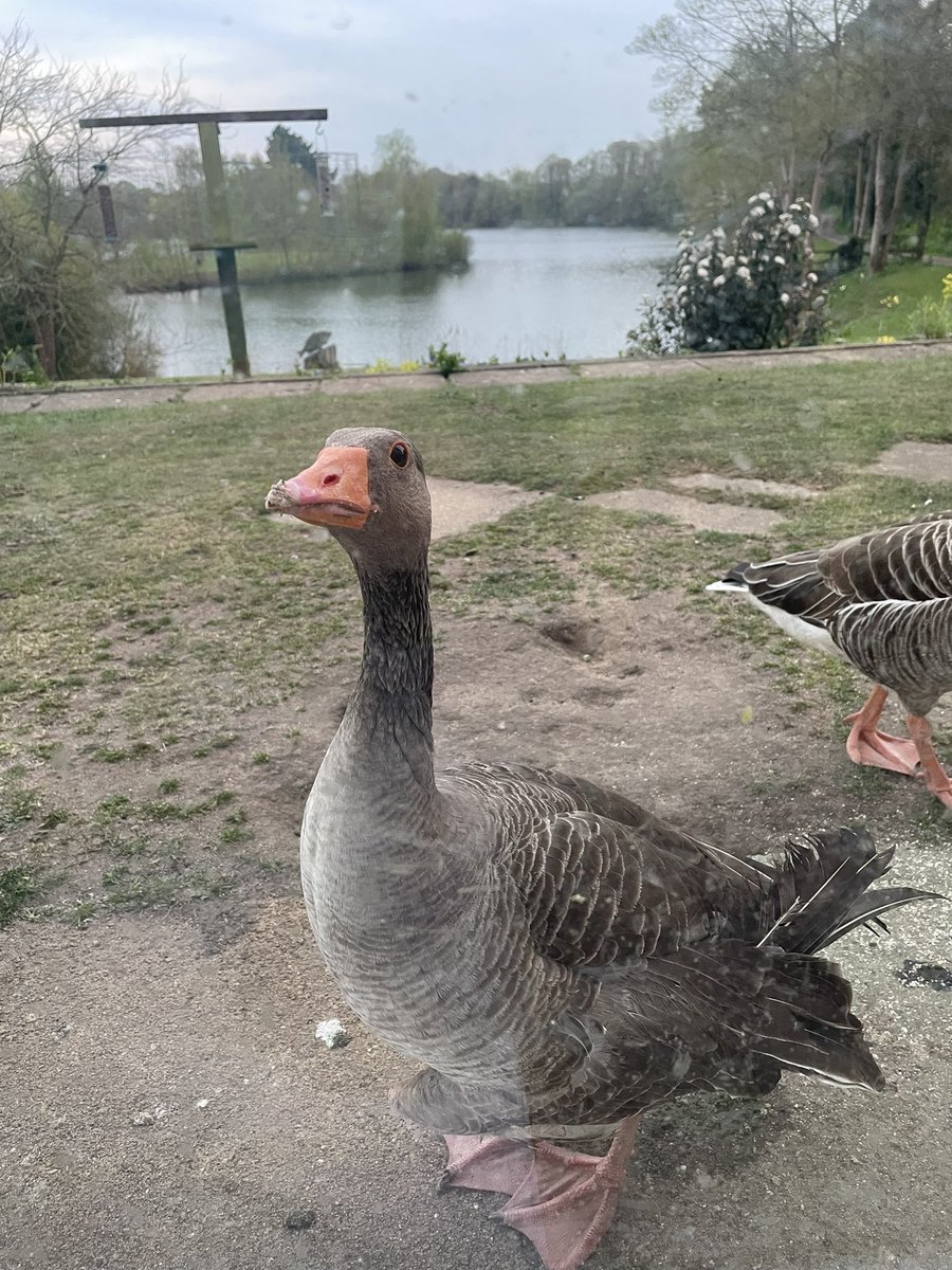 This is our friend whom we have called Gary.. He comes up to our house twice a day to be fed. And this has been ongoing for the past 6 years. Watch out for our updates on Gary the goose…