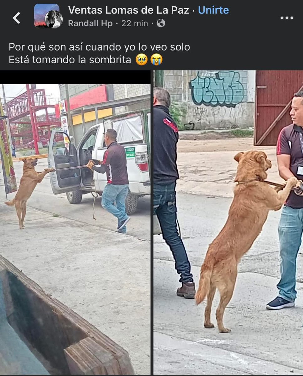 Abogado Animalista (@licanimalista) on Twitter photo Mientras autoridades ineptas como las de <a href="/ApodacaOficial/">Gobierno de Apodaca</a> sigan aplicando políticas de capturar y asesinar inocentes, no podremos aspirar a ser un país mejor. CCP. <a href="/samuel_garcias/">Samuel García</a> Mientras autoridades ineptas como las de <a href="/ApodacaOficial/">Gobierno de Apodaca</a> sigan aplicando políticas de capturar y asesinar inocentes, no podremos aspirar a ser un país mejor. CCP. <a href="/samuel_garcias/">Samuel García</a>