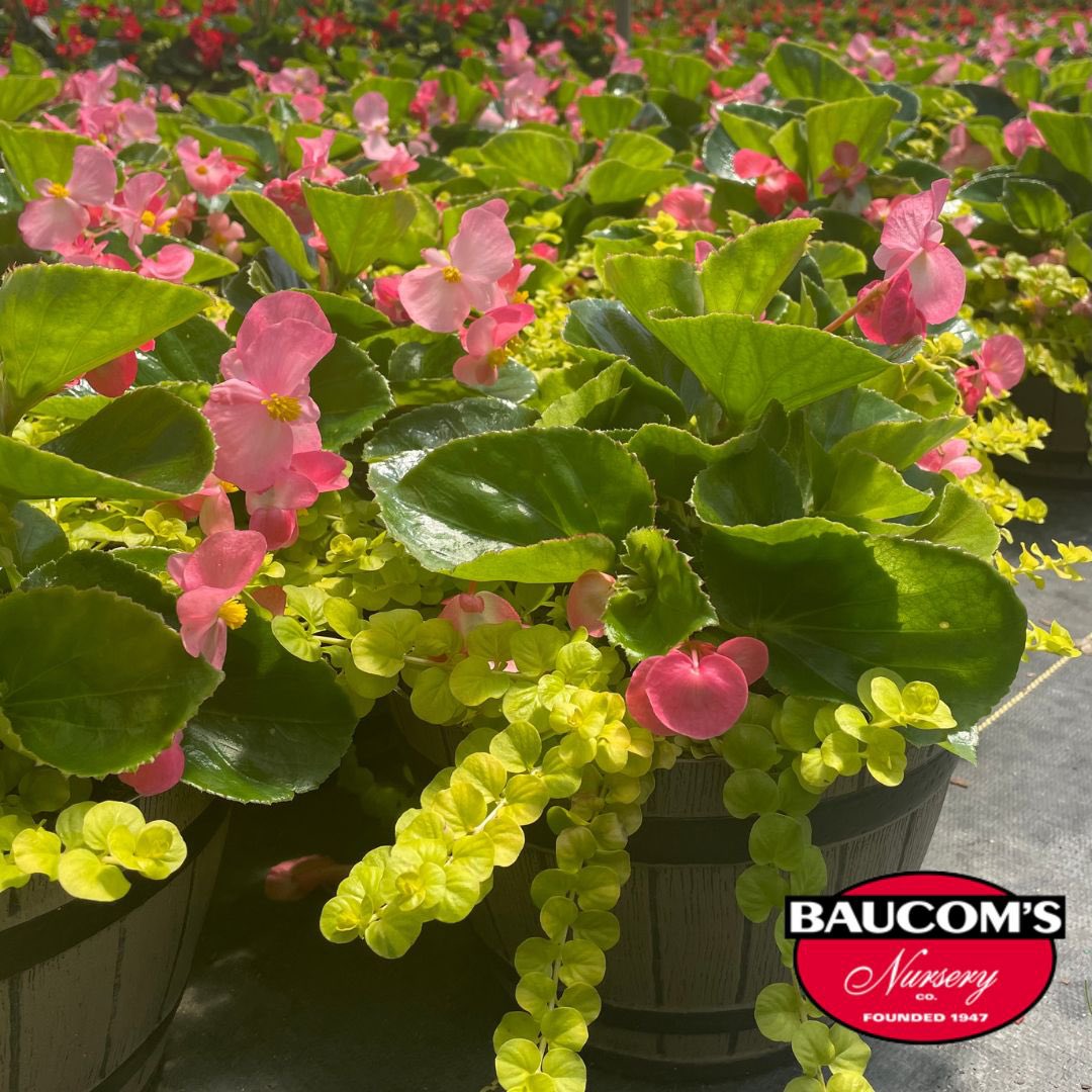 Annual Whiskey Barrel Planters Ready NOW!!

Visit us at baucomsnursery.com for all your WHOLESALE ONLY needs. 

#annuals #whiskey #barrel #hydrangea #daisy #begonias #ligustrum #verbena #palm #fuschia #hangingbaskets #planters #plant #plants #tropical #shrub #baucomsnursery