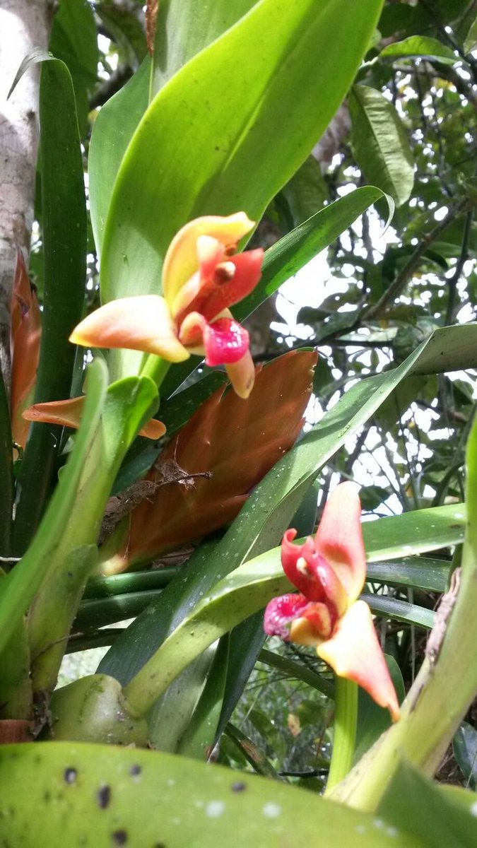 Naturepathway's tweet photo. "Nature’s fiery elegance captured in vibrant blooms. 🌺✨ #ExoticOrchids #TropicalCharm #BotanicalBeauty #OrangeGlow #NaturalSplendor" https://t.co/GdI98pWadz