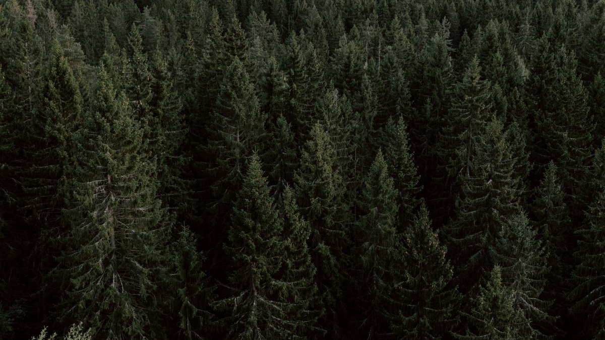 Forest-Climate Working Group tweet media