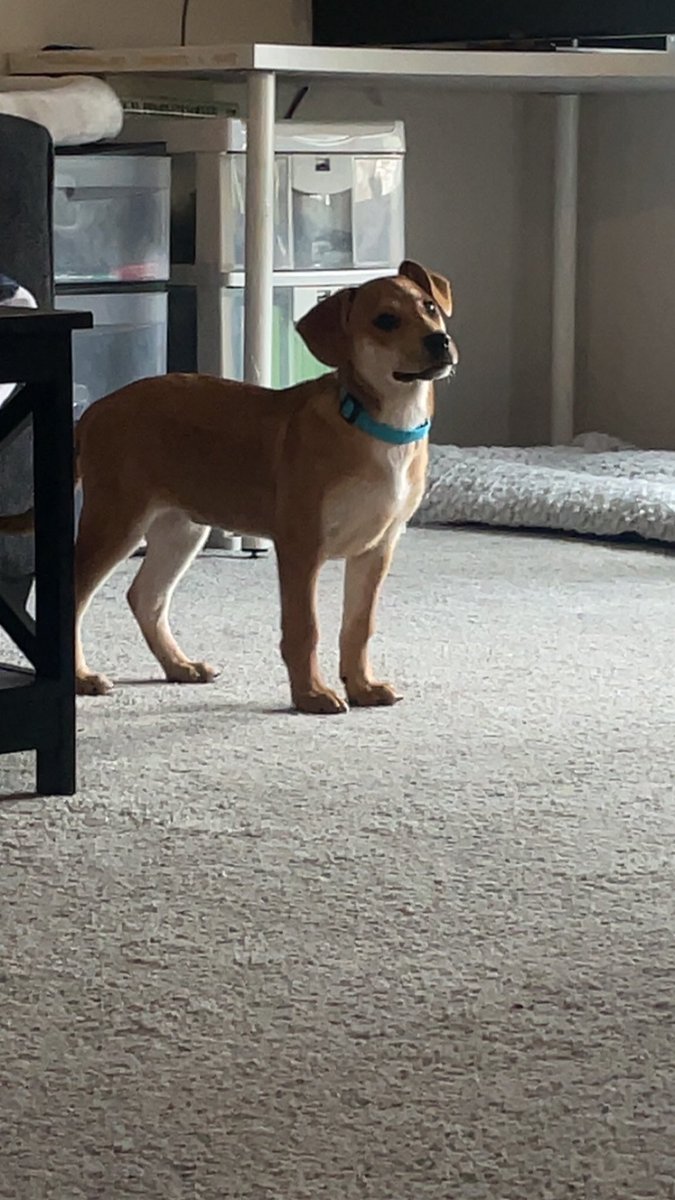 A_Strong34's tweet photo. Welcome home girlie (Bella) 😍 https://t.co/N2b1p5B5Ax