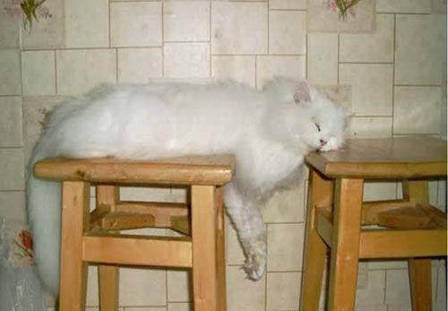 boturitter's tweet photo. "This is my throne now. Deal with it." #CatLife #SleepyKitty #ThroneCat #FluffyOverlord https://t.co/lnSnZmPb6y