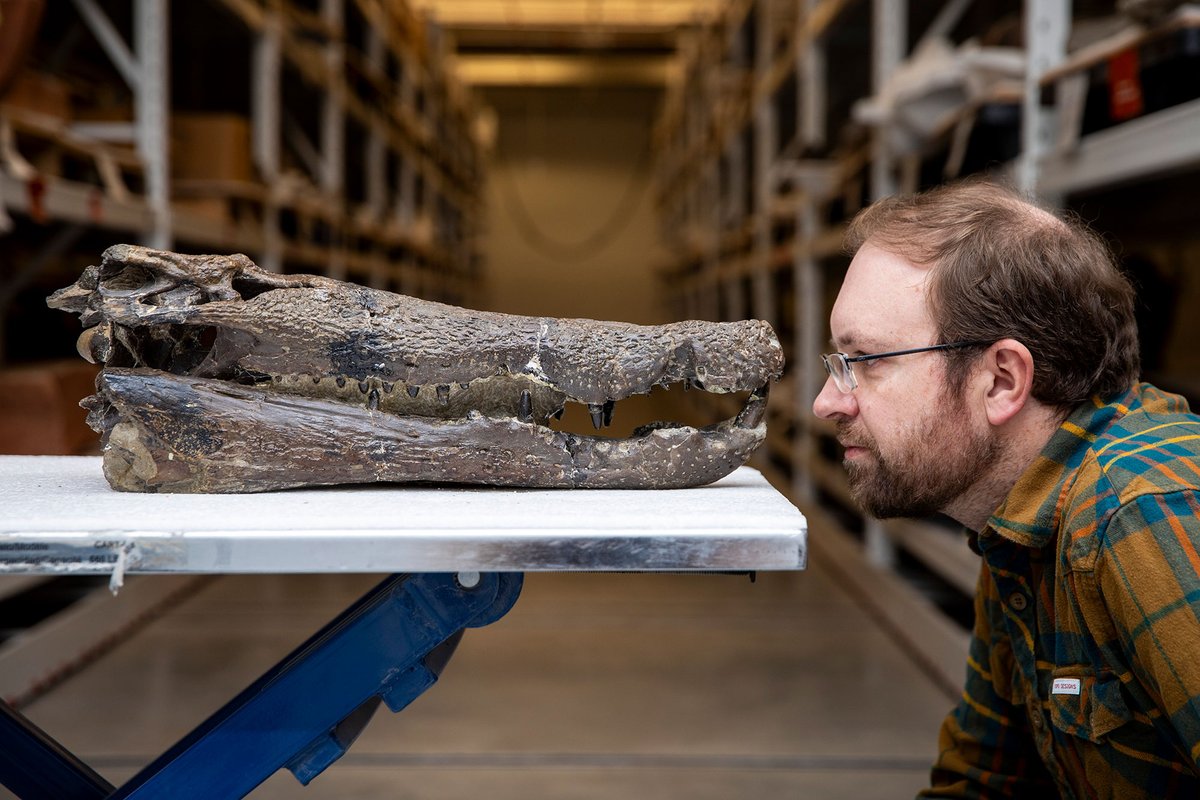 New research published is the first to reconstruct crocodylomorph dietary evolution — their hypothesis being that at least some of the keys to their continual survival lie in croc eating habits.

Full study: bit.ly/44DLIwO

Lessons learned: bit.ly/4ipwH5d