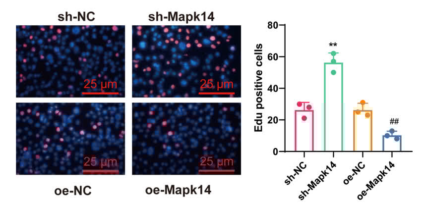 Hydrogel with extracellular vesicles and peptides reduces heart fibrosis post-MI.

Read about how it boosts cardiac healing and function. #AHAJournals ahajrnls.org/43T1Ydb