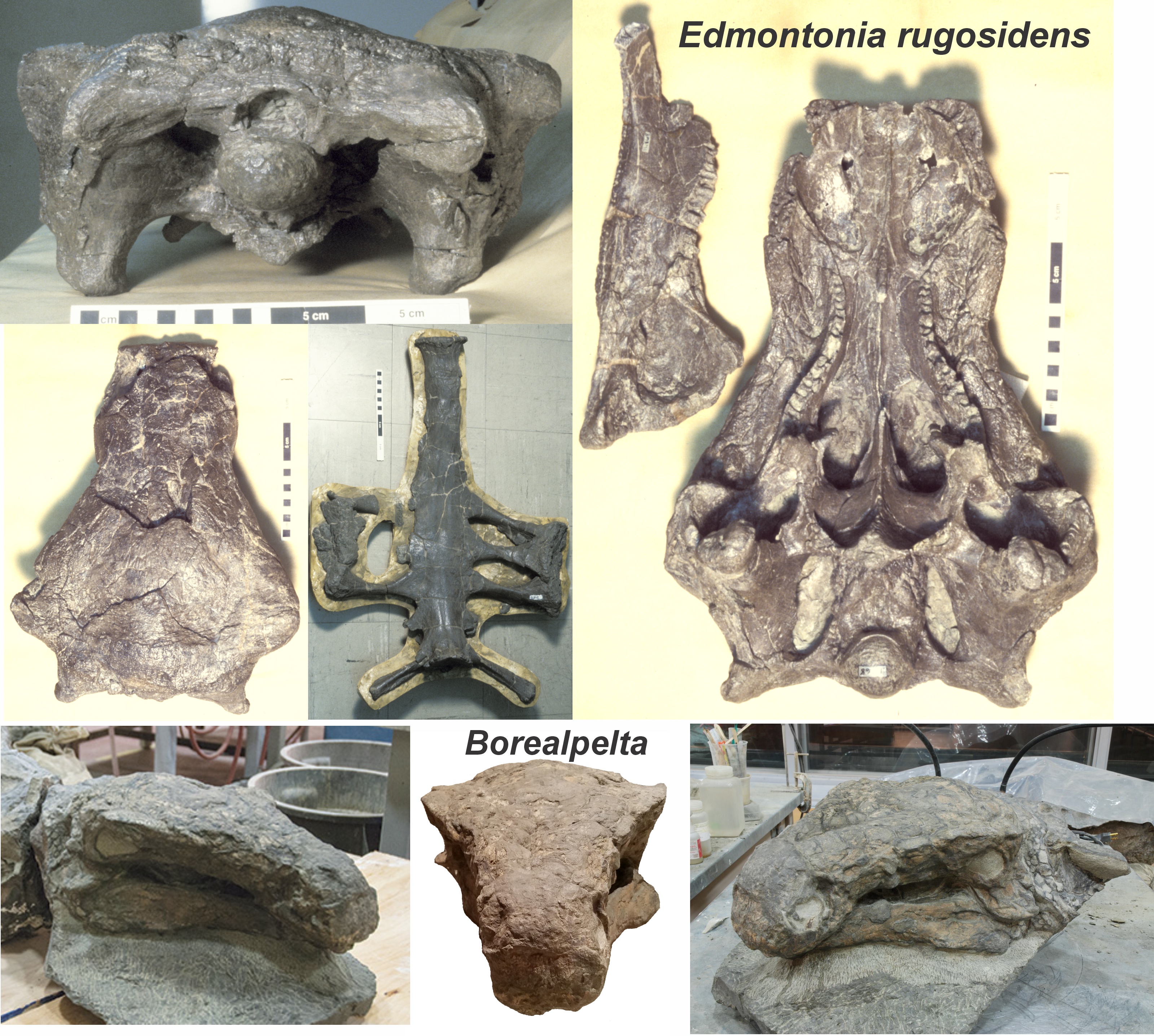 新品、本物、当店在庫だから安心】 Temnopleurus alexandri