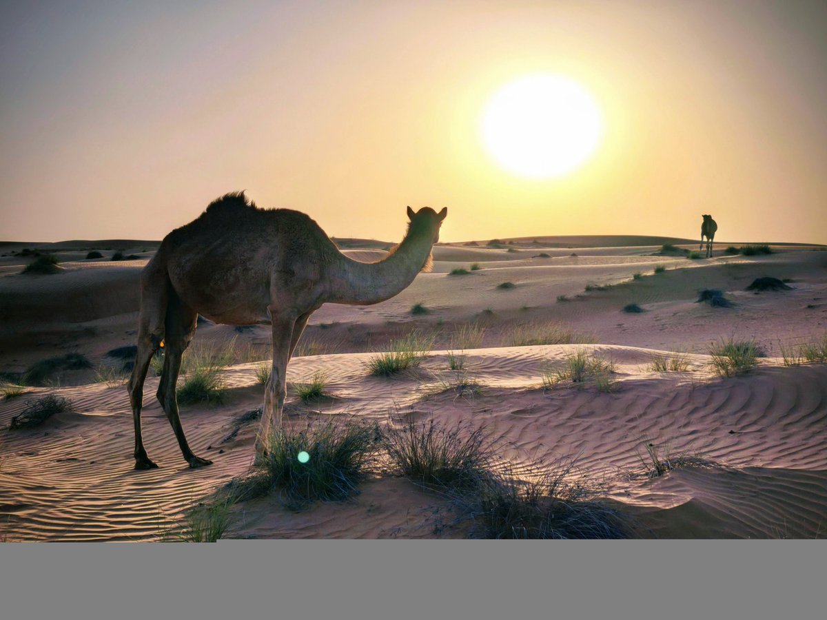 🇴🇲 Deserto di Wahiba
Un mare dorato di dune che si estende a perdita d’occhio nel cuore dell’Oman. Il Deserto di Wahiba incanta con i suoi colori cangianti dal giallo oro al rame al tramonto, offrendo un’esperienza autentica tra natura selvaggia e cultura beduina.

#Oman #desert