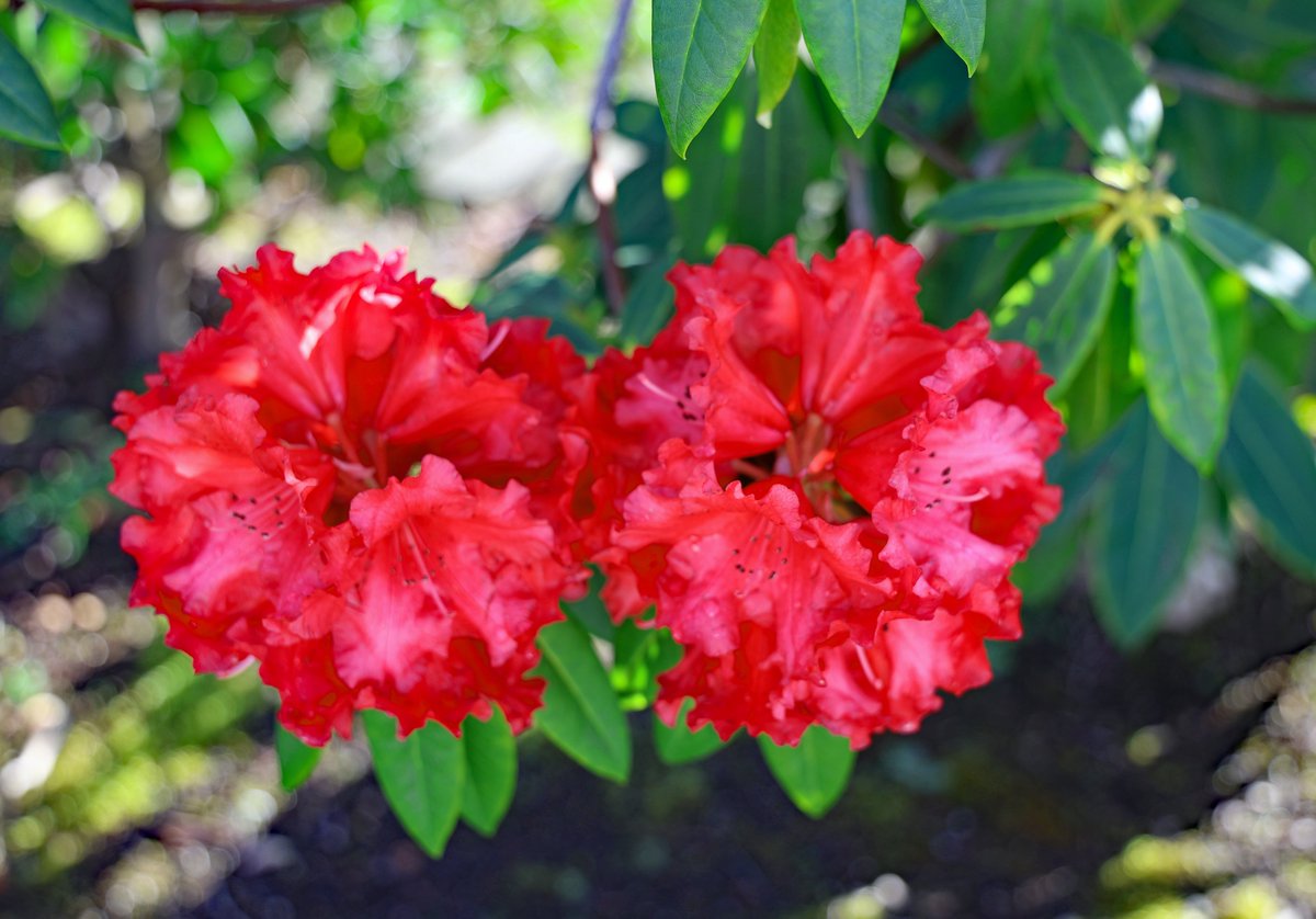 #Rhododendron "Grace Seabrook"

Sibling of Taurus, she can give him a run for his money every year. Located in the front garden along the street.   April 9, 2025.

#Gayartist #SignsOfSpring #ArtistOnBSKY #photography #Gardening🌱#EastCoastKin