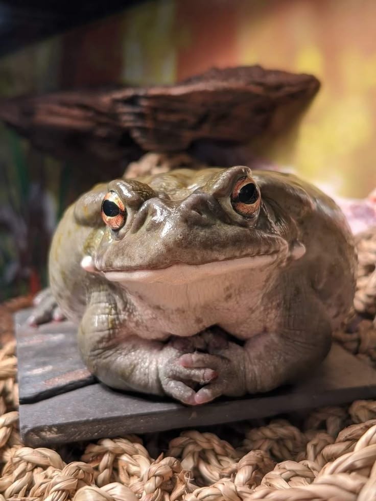 No Context Frogs (@nocontextfrogs) on Twitter photo 