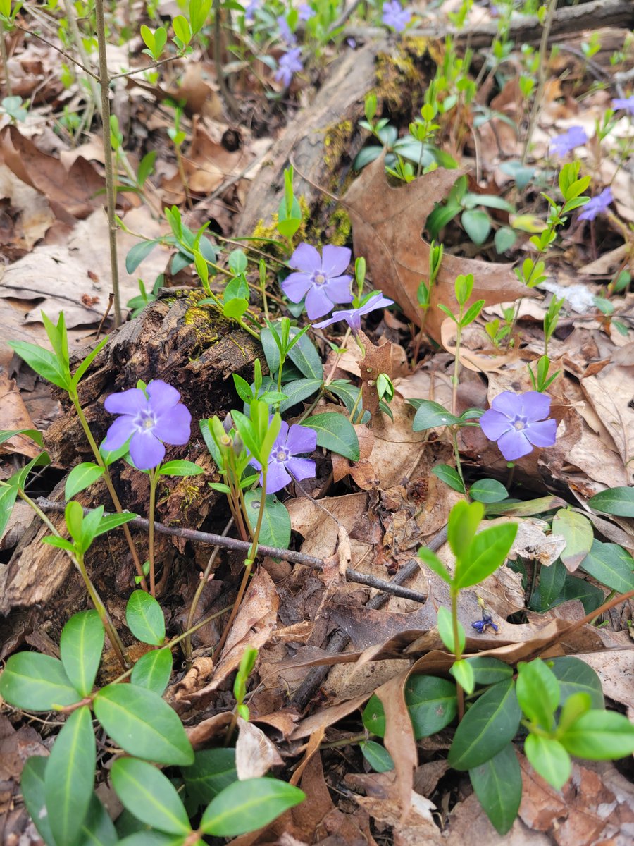 the_bald_ninja's tweet image. Best weather of this spring so far. Tilled my garden in the morning and got to jog at the park. Such a refreshing and uplifting Good Friday for me. Still have several hours of daylight to enjoy.
