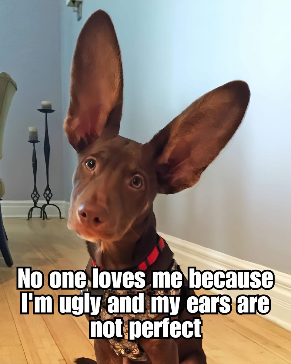 Dog Lovers (@doglovers03) on Twitter photo 