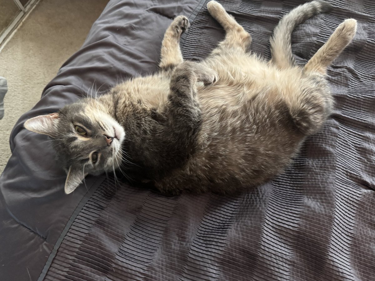 The face of a kitty who yowled for 30 minutes at 3am for early breakfast.