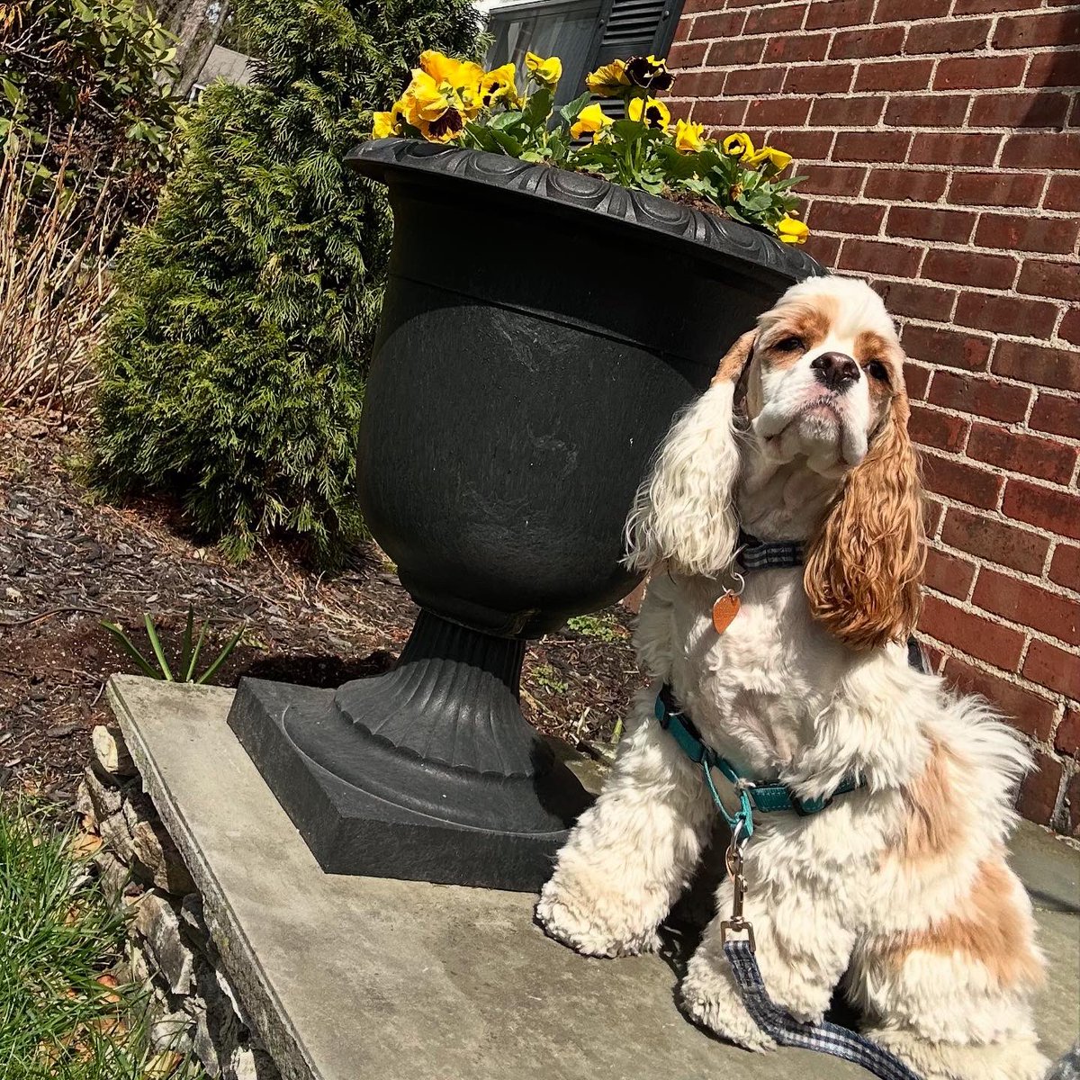 Gracie and Finley wish everyone a very happy and sunny Easter weekend! ☀️ #FridayswithFinley #StateofGracie