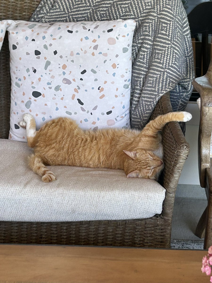 CookBooks_FN's tweet image. In my next life, I want to be my cat