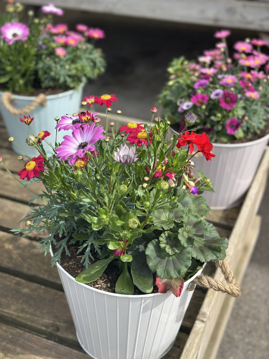 Drlauranelson's tweet photo. At the garden centre https://t.co/oNM3gpeoh3