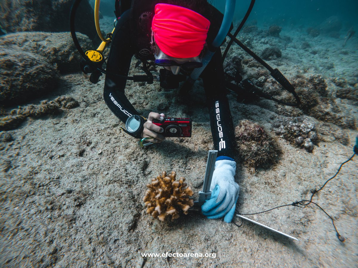 EfectoArena's tweet photo. El trabajo de restauración no termina al plantar las colonias.
El monitoreo constante es fundamental para restaurar arrecifes sanos y resilientes.

Tú puedes ayudarnos a continuar con estos esfuerzos: https://t.co/03BiEoNaDl https://t.co/KNHJ0gOUHh