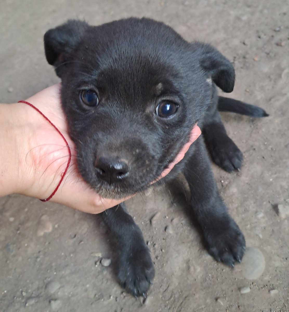 Cachorrita, a punto de cumplir 3 meses, en adopción responsable. Es muy tierna y cariñosa. Si deseas adoptarla, comunícate al +56963105399. Favor RT!
#Talagante