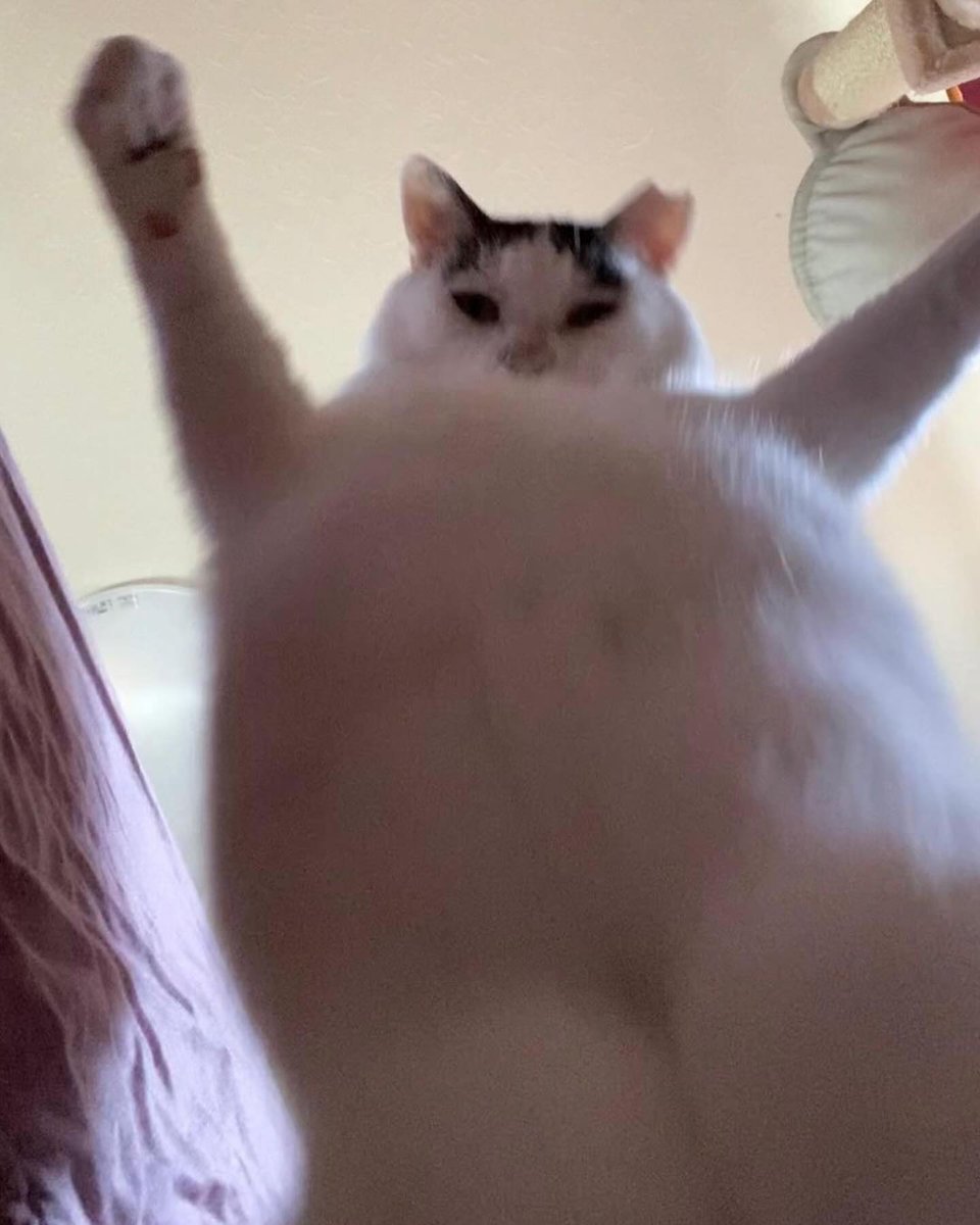 Punch Cat (@punchingcat) on Twitter photo 