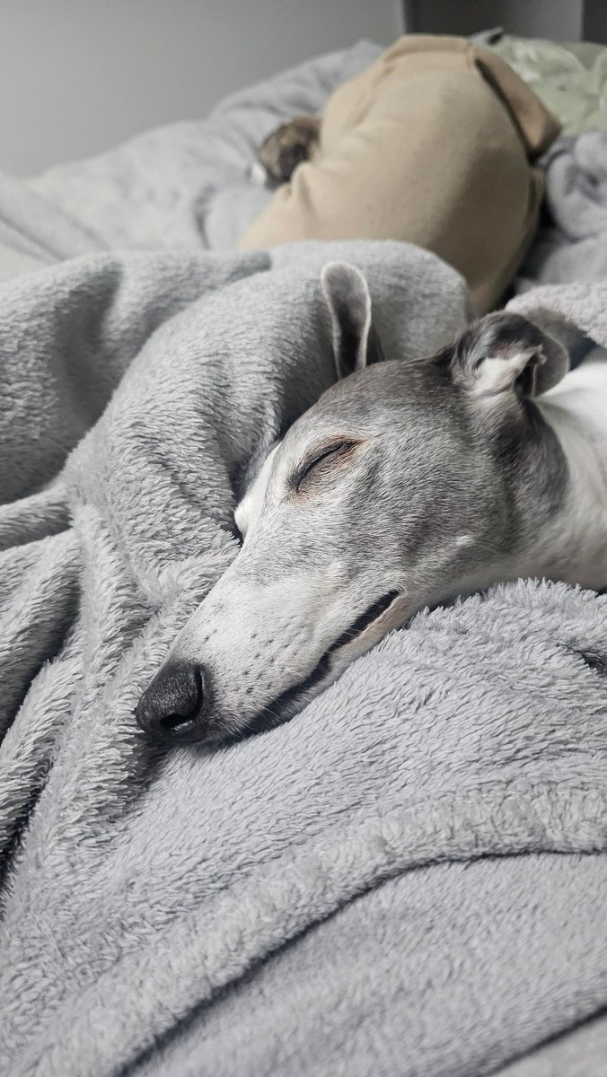 There's so much hate on this bigot filled app. I dispise it.

Have a dog.