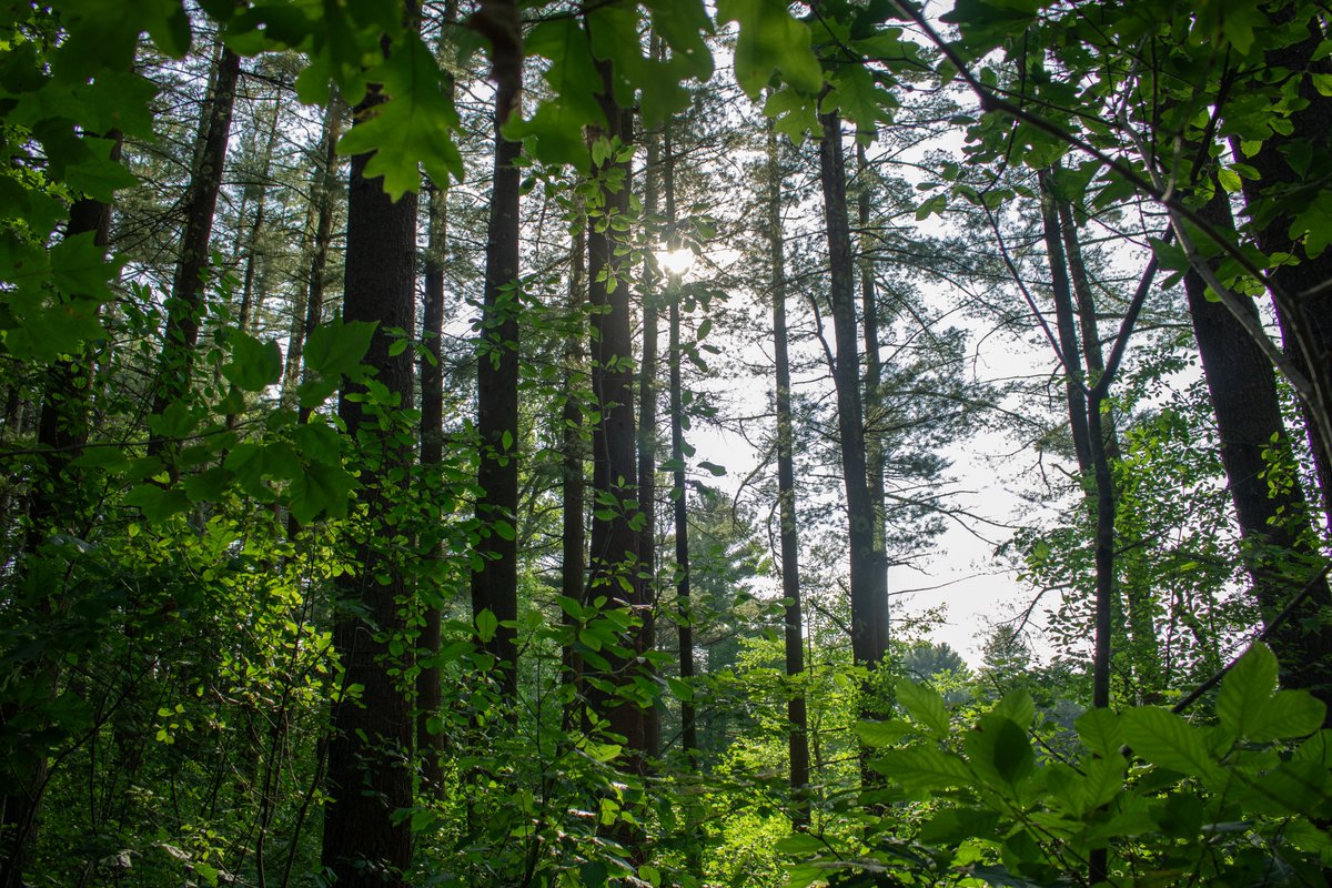 The wind and rain will force decay, moss covers all ☀ 🌿