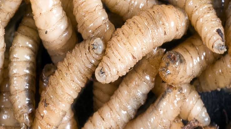 La <a href="/SSalud_mx/">SALUD México</a> informó que se detectó en #Acacoyagua #Chiapas 1er caso de gusano barrenador en humanos. Se trata de una mujer de 77 años que está estable, en tratamiento con 
esquema antibiótico y se encuentra en Hospital de Alta Especialidad Ciudad Salud de #Tapachula.