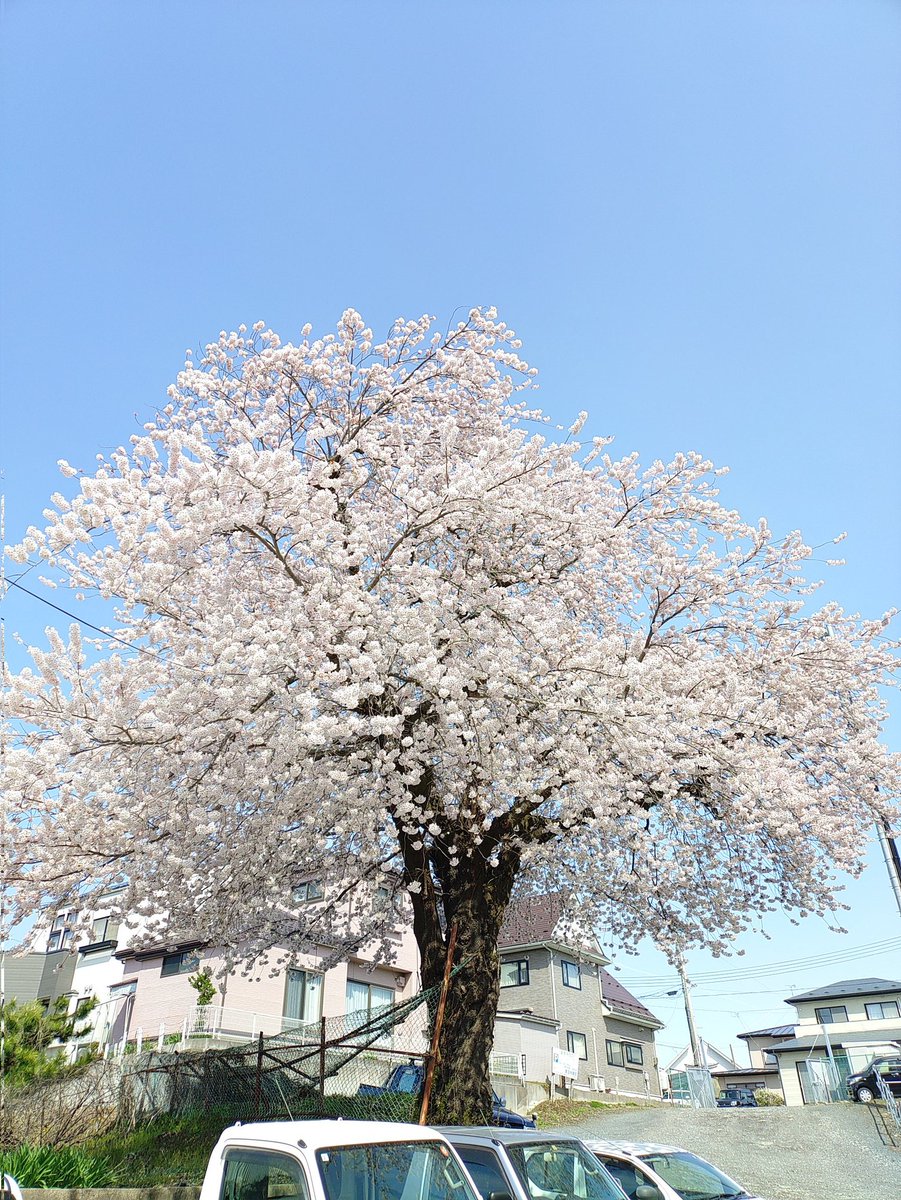 buddy5940's tweet image. ココの桜も見事です👏👏
#銭湯に行こうよ
#みちのく温泉