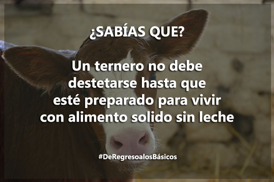 GanaderiayAgro's tweet photo. De regreso a los básicos. 
#AprendamosJuntos https://t.co/2B0ccxcBIT