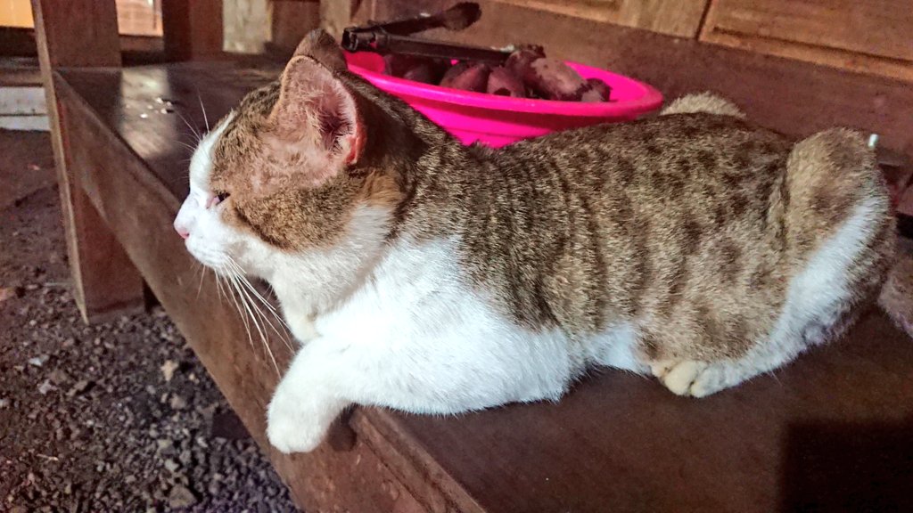 RoonyAsh's tweet photo. Cat is Nonoh_ https://t.co/Er9nD7h7HF
