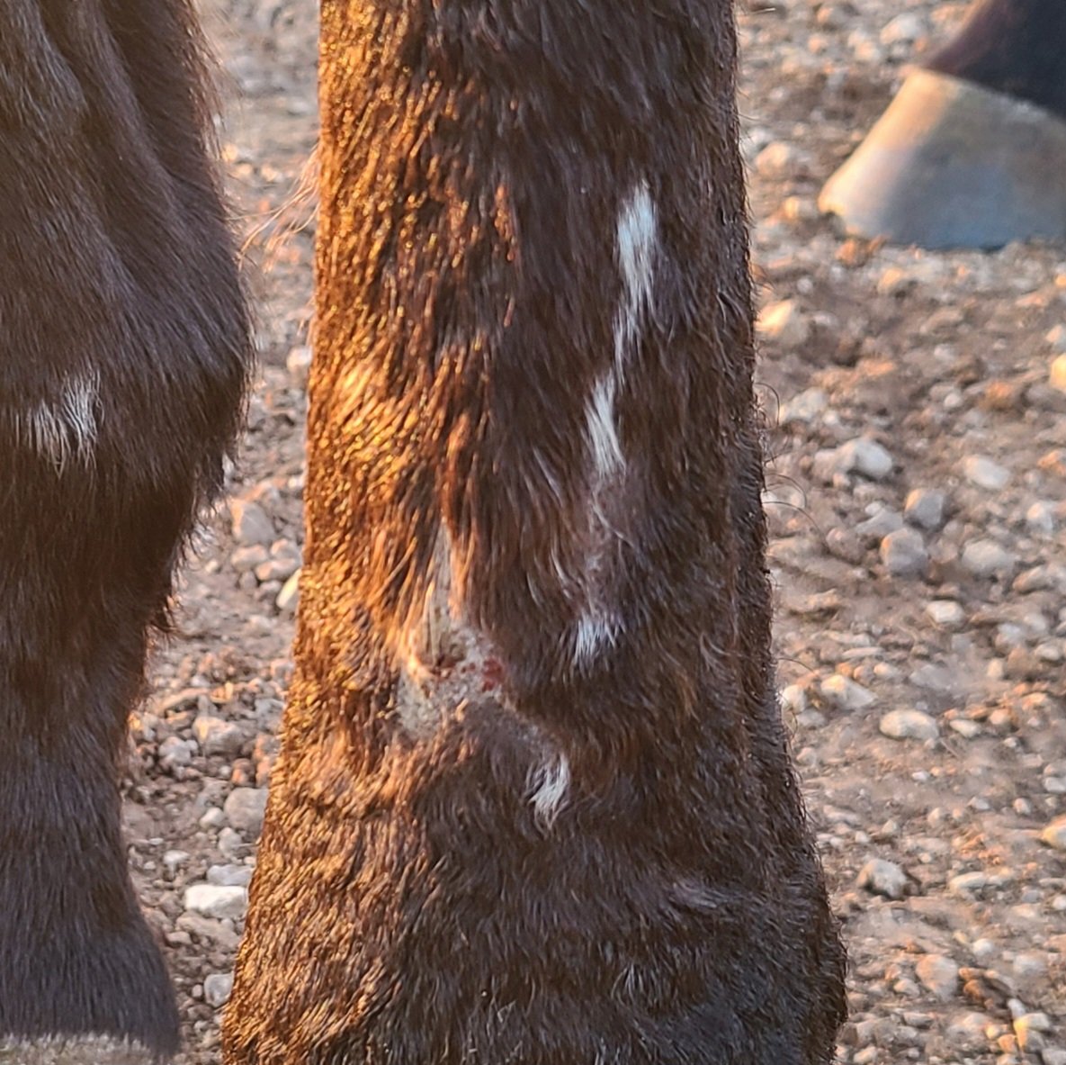 SaraRaeDraper's tweet photo. Some scarring but Monster is looking great
#GoodinPuddin #DSECSWOK #Hoofbeats2Hope https://t.co/Qz8kVrSUe7