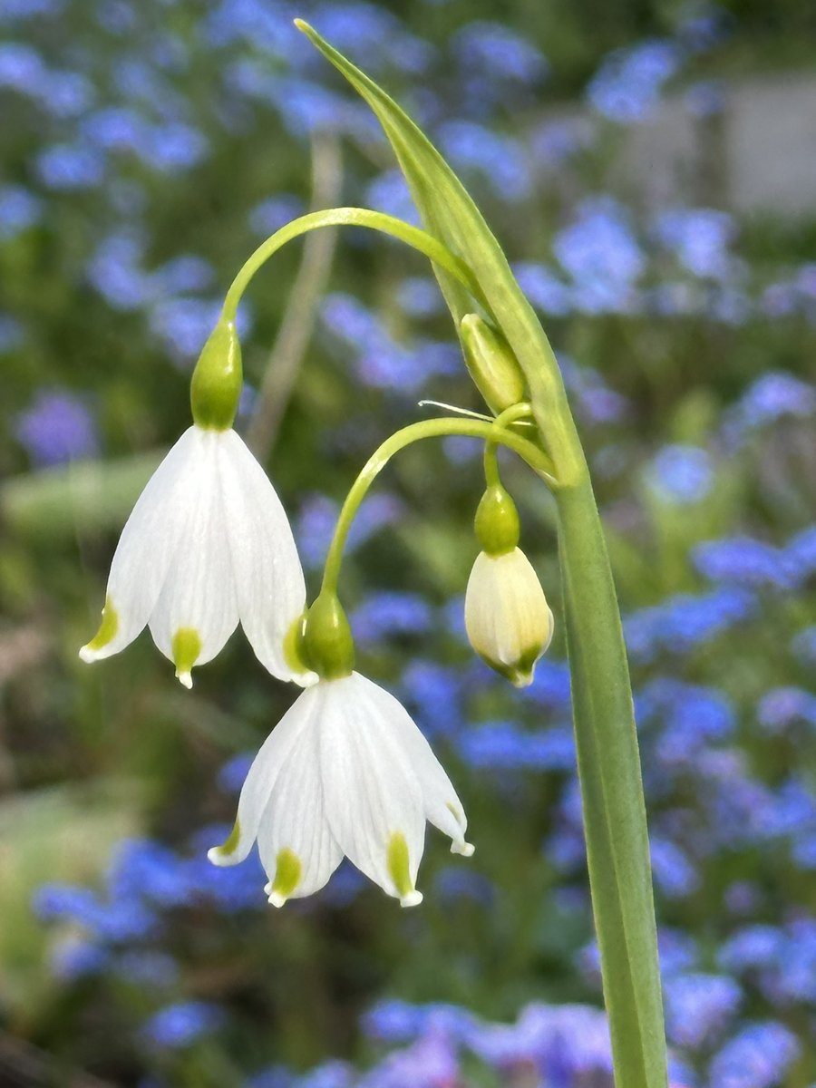 VanIsleGardener's tweet image. Some Leucojum (Summer Snowflake) for #FlowersOnFriday in #MyGarden 

#SpringBulbs #SpringFlowers #Gardening
