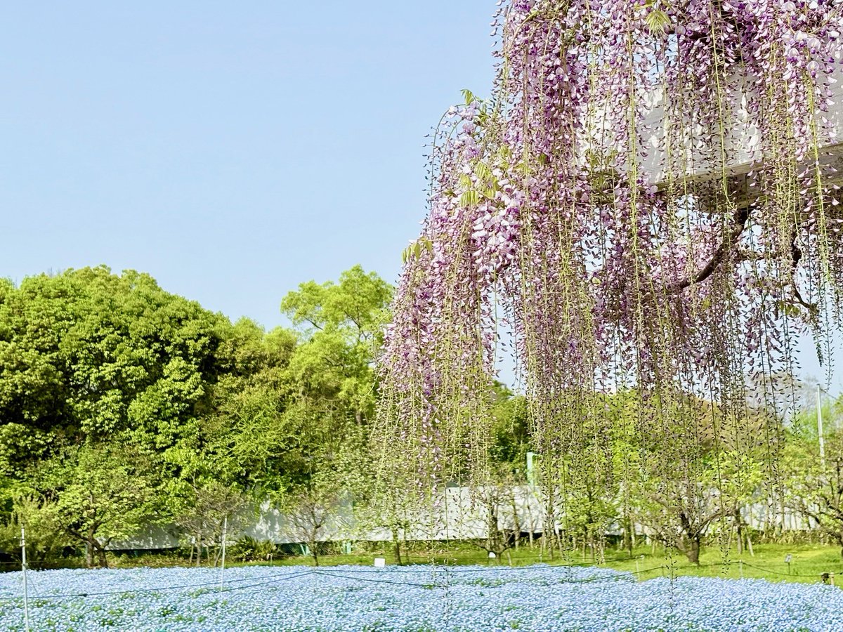 nagaib's tweet photo. 📢＜ネモフィラとっても綺麗です！

長居植物園のネモフィラ畑、
昨日（4/18）はテレビ番組やWEBニュースでもご紹介いただきました📺
ご覧いただきましたか？👀

フジも順調に開花が進んでいます！
本日は暖かく、絶好のネモフィラ日和🌞

今週末はぜひ長居植物園へお越しください🎵😋 https://t.co/gkLPAs2mIl