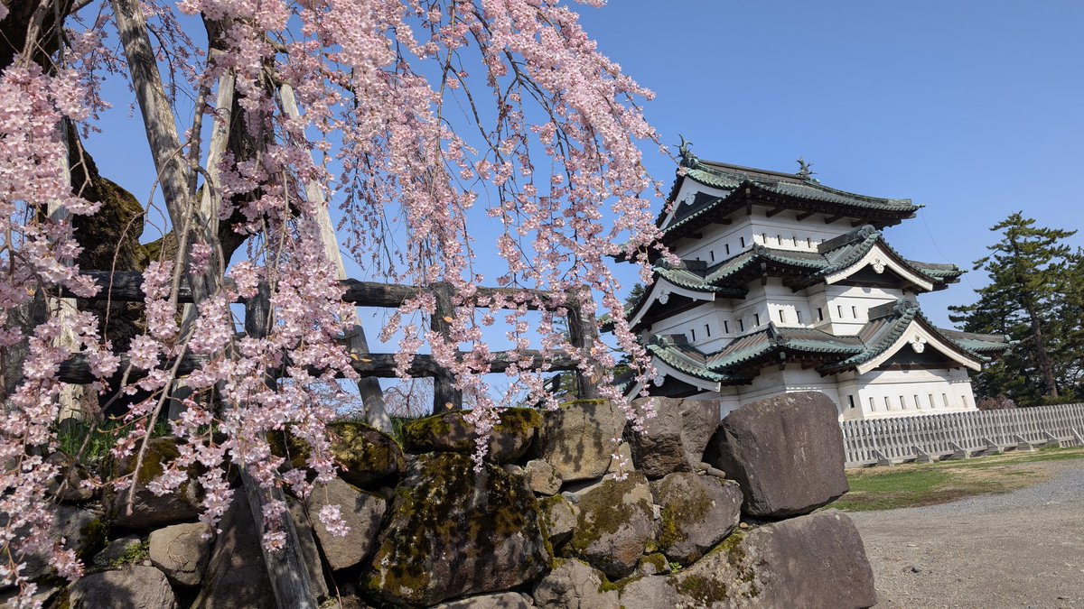 aomorikinoko's tweet photo. 弘前
弘前公園
本丸 https://t.co/5FneqXSwyX